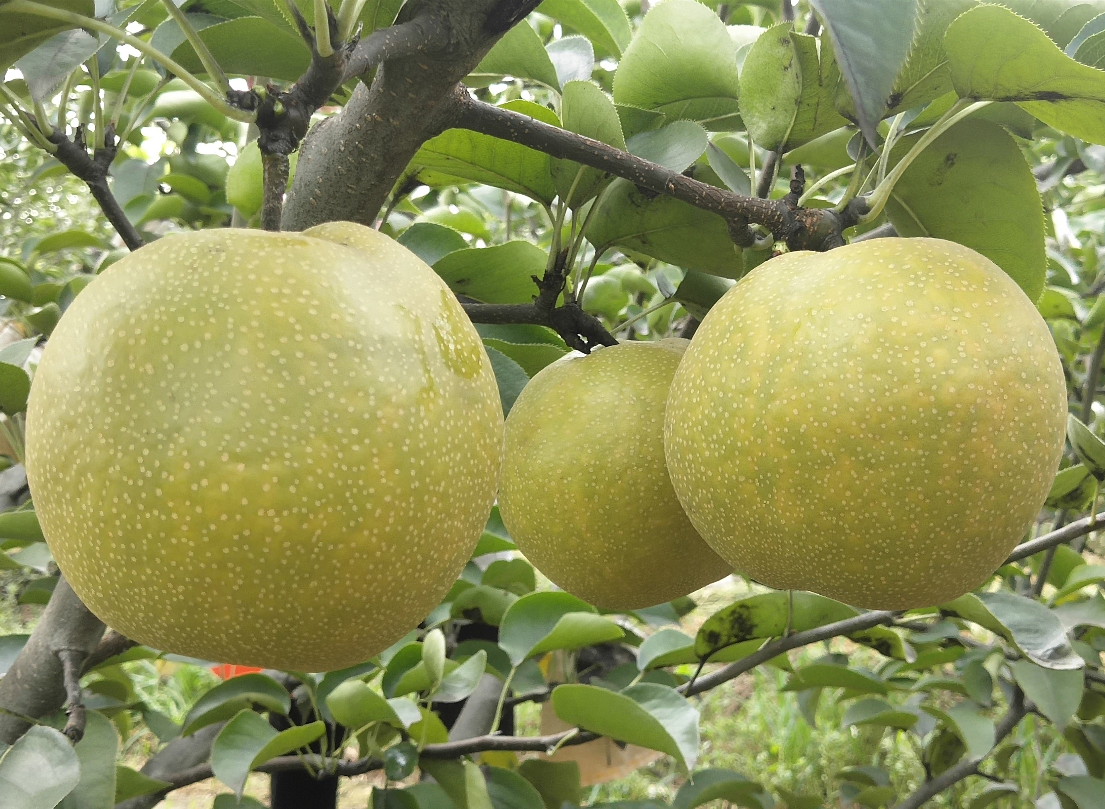 宁晋县果品产业协会