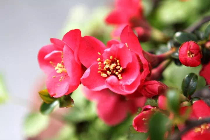 万亩海棠生态园