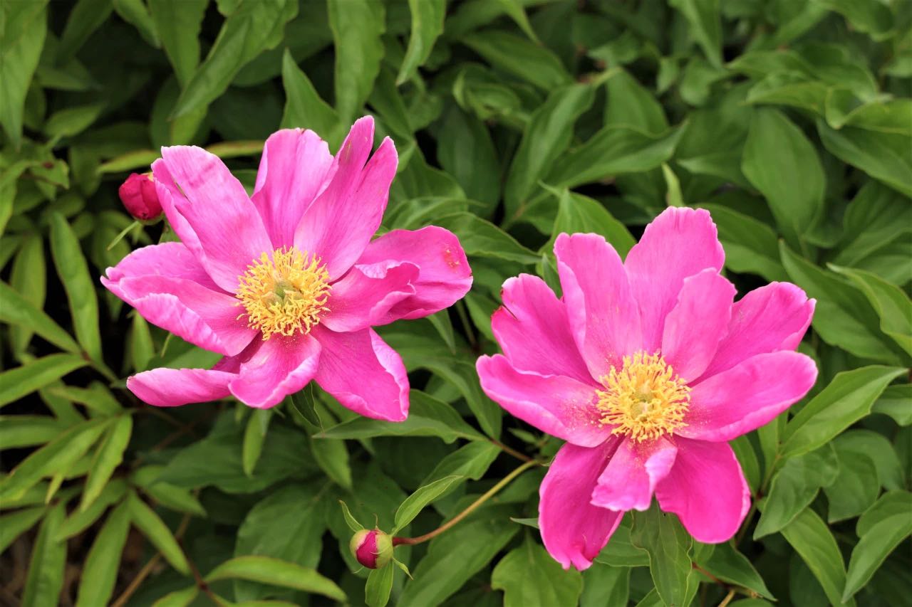 介格得布拉格村芍药花基地