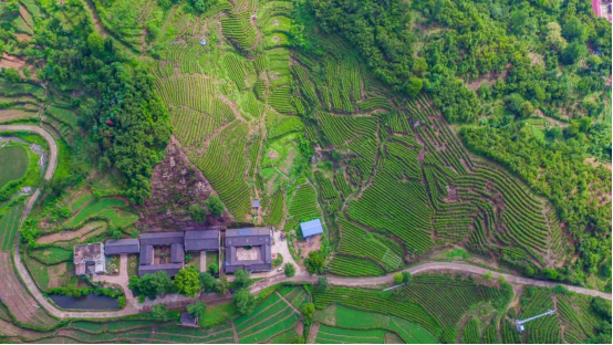 新县红檀冲生态茶种植加工农民专业合作社