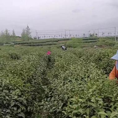 早春茶叶信阳特产云雾茶鲜嫩浓香型