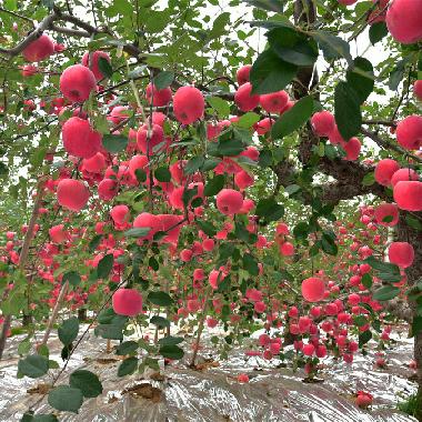 红富士8枚特大精品装