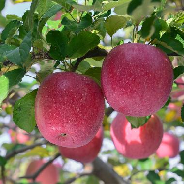 红富士2枚特大精品装