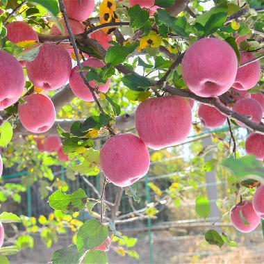 红富士24枚商务装