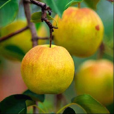 山西隰县玉露香梨特级果【6枚】