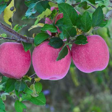 红富士12枚时鲜装