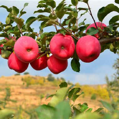 红富士12枚商务装