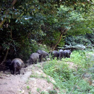 订制整头金寨黑毛猪【价格面议】