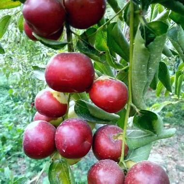 红金枣一级果 礼盒包装五斤