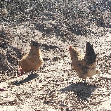 农村散养正宗山林土鸡  母鸡3斤