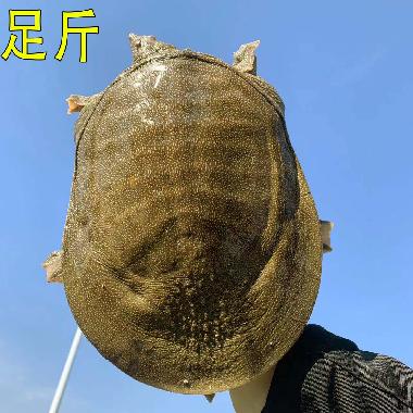 品质甲鱼 野外生长2.5-3斤可现杀可活寄（备注好即可）