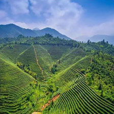 郴州福茶